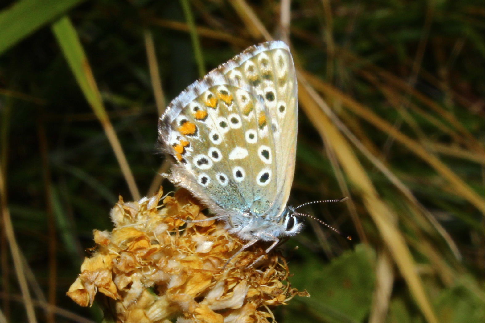 Lycaenidae da determinare ??